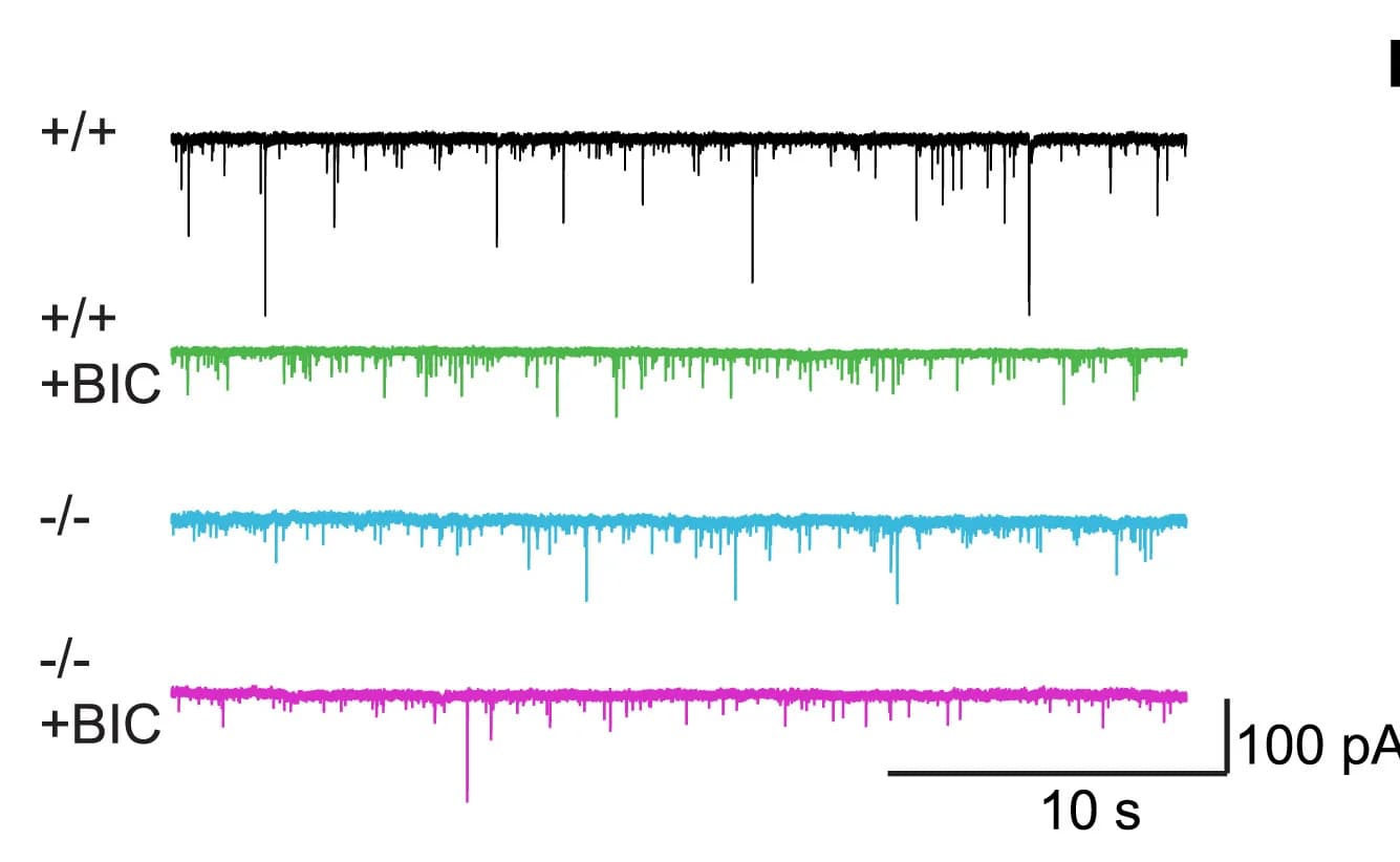Open access visualization of Line Plot, mEPSC Recordings, Hippocampal Slices, BIC, Kif21b