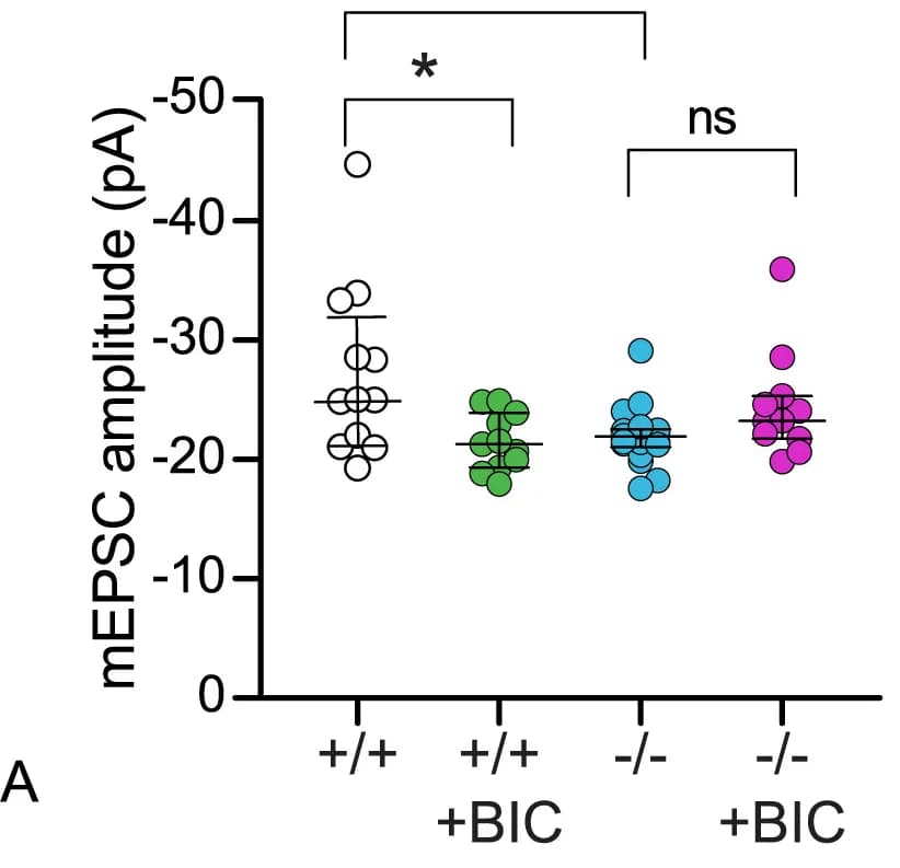 Open access visualization of Scatter Plot, mEPSC Amplitudes, Quantification, Hippocampal Slices, BIC