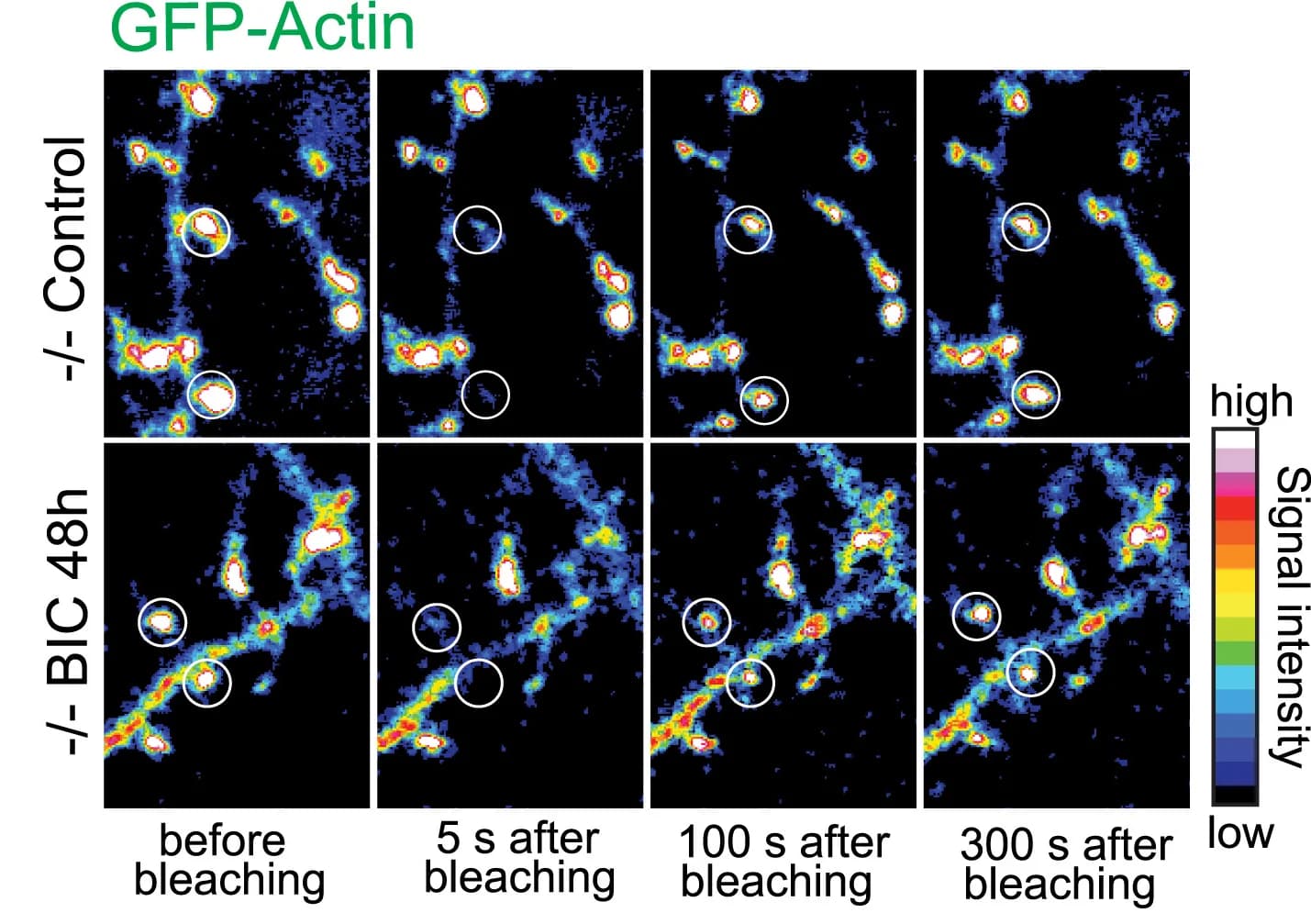 Open access visualization of Microscopy, Spine Heads, GFP-actin, Kif21b+/+, Kif21b-/-