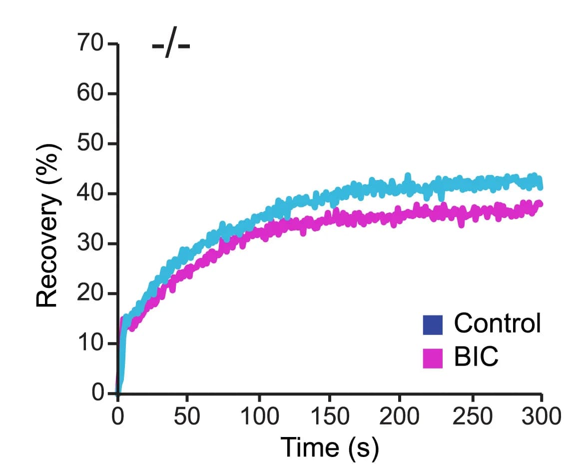 Open access visualization of Line Plot, FRAP Analysis, GFP-actin Recovery, Kif21b-/-, Hippocampal Neurons