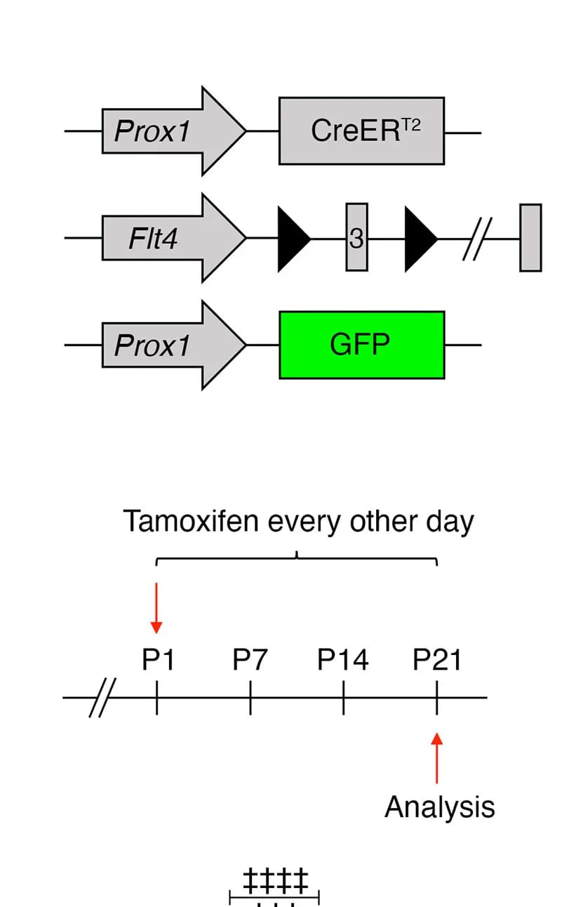 Open access visualization of Illustration, Workflow, Tamoxifen, Injection, Button Formation