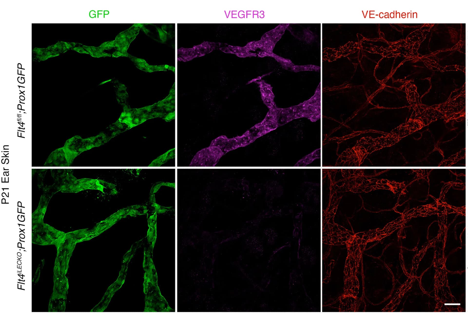Open access visualization of Microscopy, P21 Ear Skin, Staining, GFP, VEGFR3