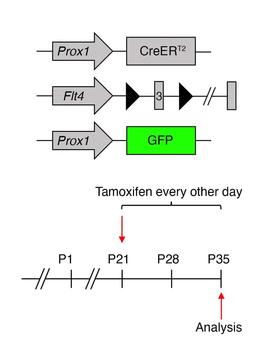 Open access visualization of Workflow, Illustration, Tamoxifen, Flt4, Button Maintenance