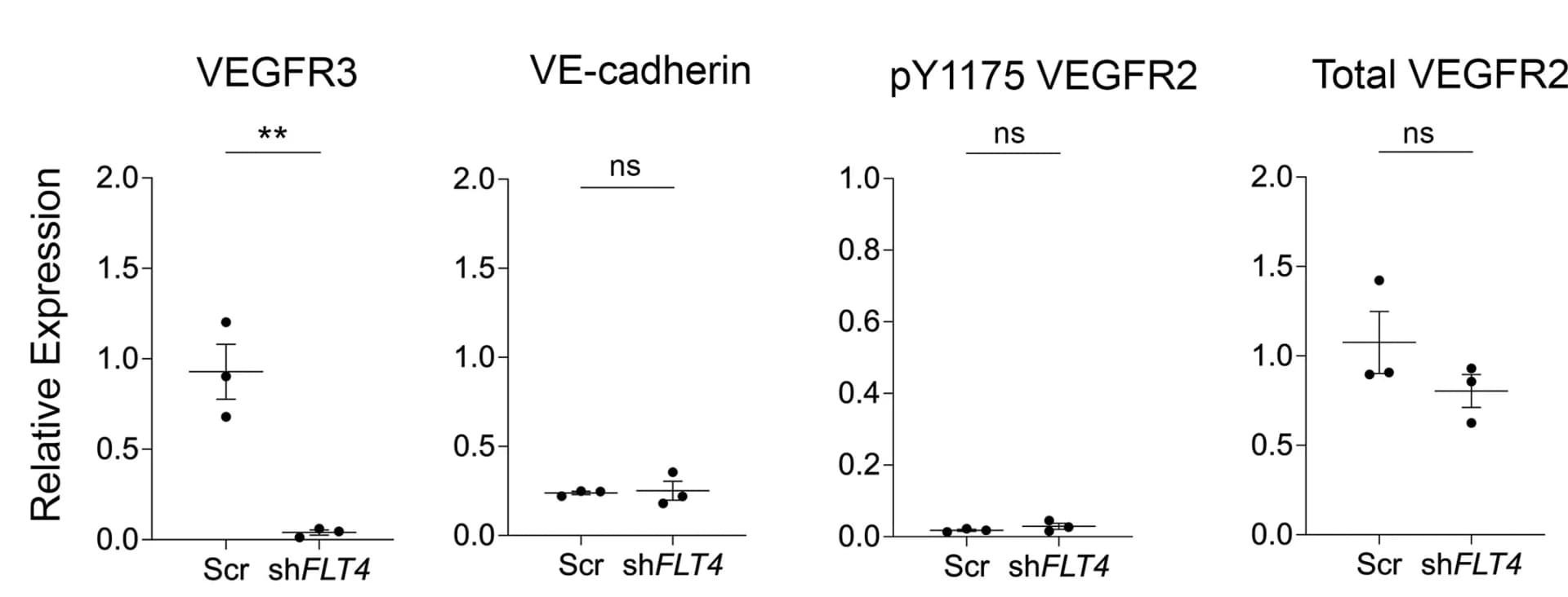 Open access visualization of Bar Plot, Error Bars, Western Blot, Quantification, Statistical Analysis