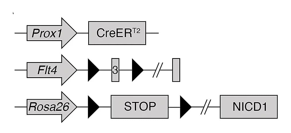 Open access visualization of Workflow, Flowchart, Illustration, Tamoxifen, Flt4