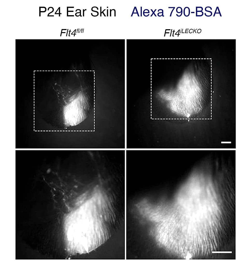 Open access visualization of Microscopy, BSA, Alexa 790, Mice, Statistical Analysis