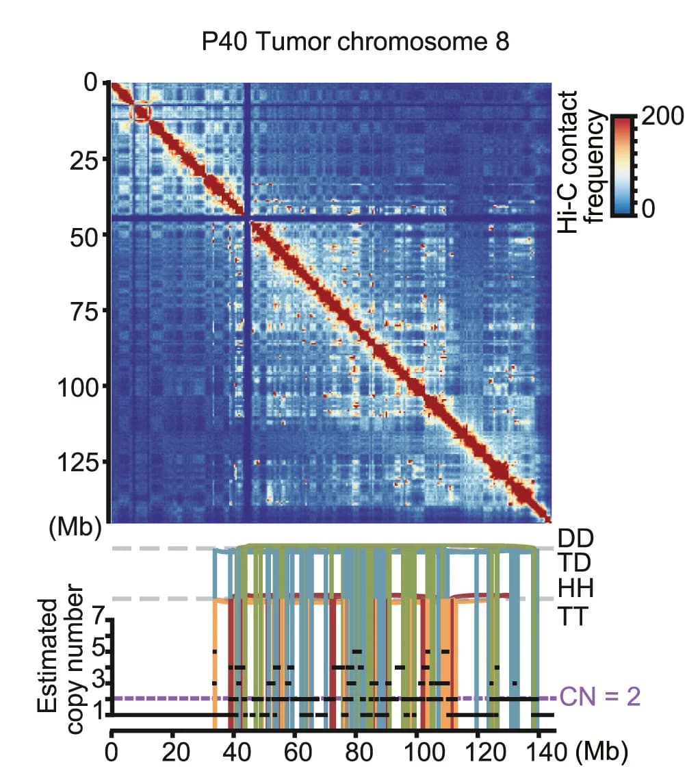 Open access visualization of Heatmap, Line Plot, Tumor, Hi-C Contact Maps, WGS