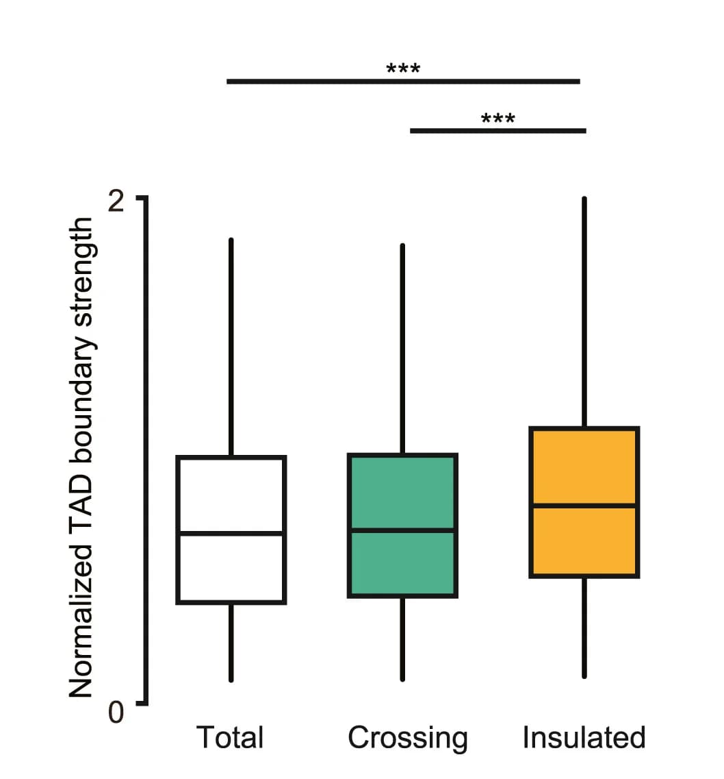 Open access visualization of Box Plot, Error Bars, Boxplots, TAD Boundary Strength, CRC