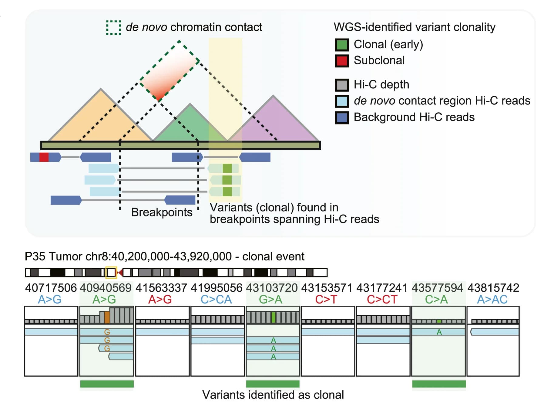 Open access visualization of Illustration, Clonality, Chromatin Contacts, Hi-C Reads, Variants