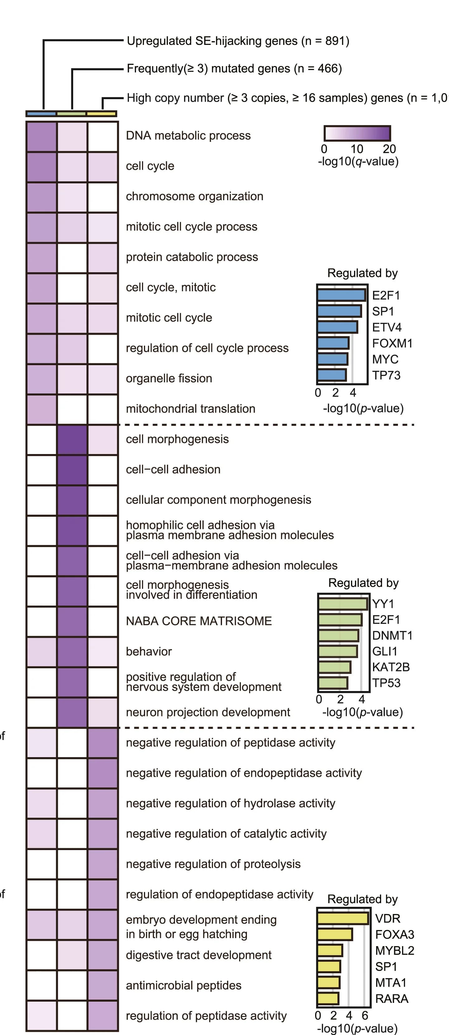 Open access visualization of Heatmap, Bar Plot, Biological Pathways, SE-Hijacking, Mutated Genes