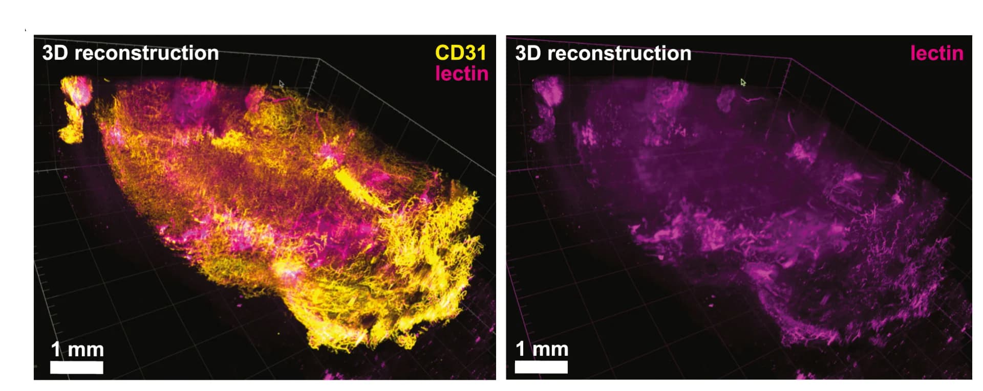 Open access visualization of 3D Plot, Microscopy, 3D Reconstruction, 4T1-T Tumor, Lectin
