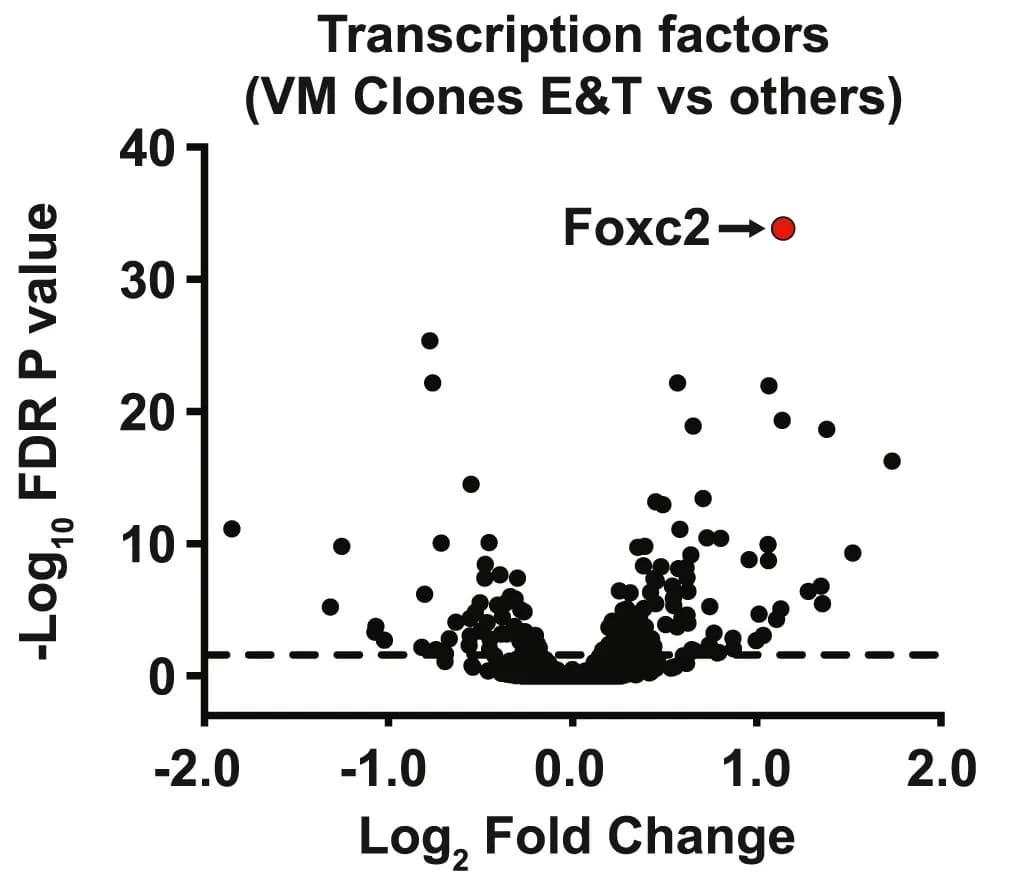 Open access visualization of Volcano Plot, mRNA expression, False discovery rate, Transcription Factors, 4T1-EVM