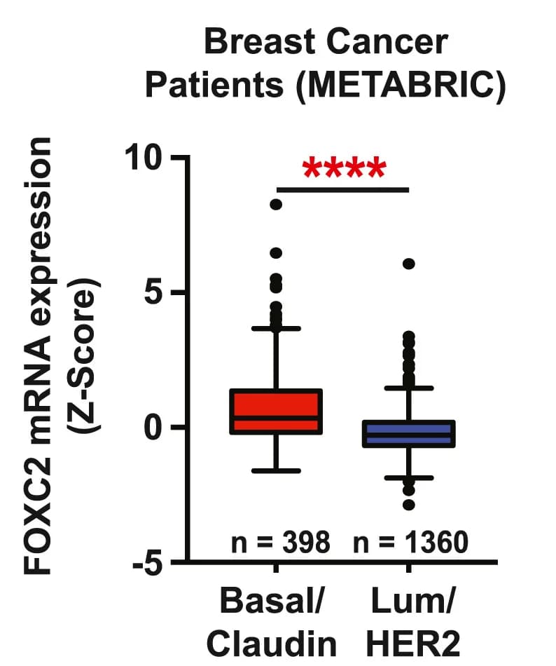 Open access visualization of Box Plot, FOXC2, mRNA expression, Breast cancer patients, METABRIC