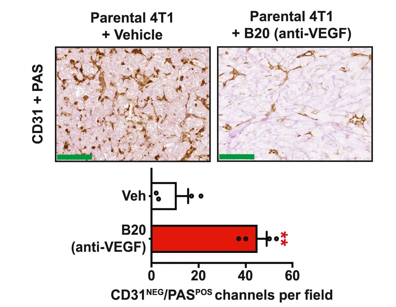 Open access visualization of Bar Plot, Error Bars, Microscopy, CD31, PAS Staining