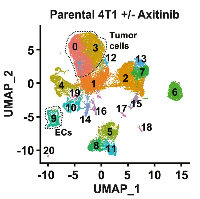 Open access visualization of UMAP, scRNA-seq, Tumor Cells, 4T1 CellTag, Axitinib