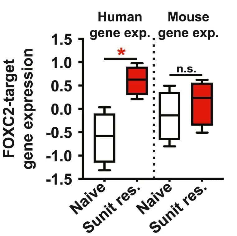 Open access visualization of Box Plot, MeanZ-score Expression, FOXC2, Gene Set, Renal PDX