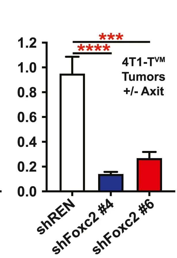 Open access visualization of Bar Plot, Error Bars, shREN, Foxc2, 4T1-TVM Tumors