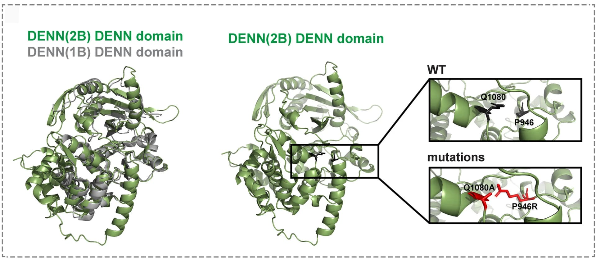 Open access visualization of Protein Structure, Crystal Structure, DENN Domain, DENND1B51, AlphaFold-predicted Structure