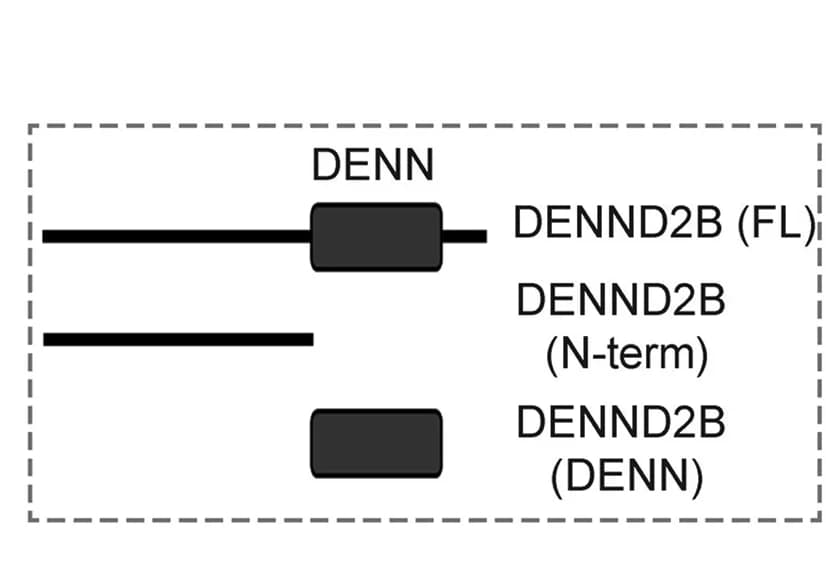 Open access visualization of Illustration, DENND2B Constructs, Biochemical Experiments, Schematic Representation