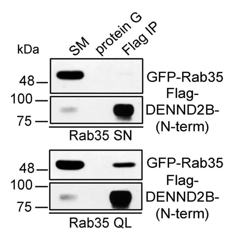 Open access visualization of Gel, HEK-293T Cells, Co-transfection, FLAG-DENND2B, GFP-Rab35 SN