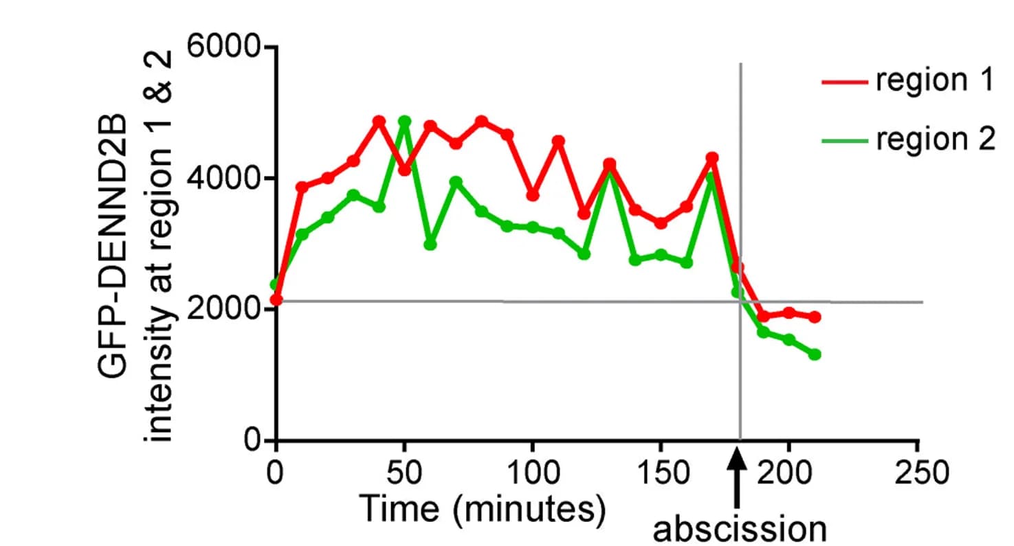 Open access visualization of Line Plot, Fluorescence Intensity, DENDN2B, Cell-cell Interface, Time-lapse
