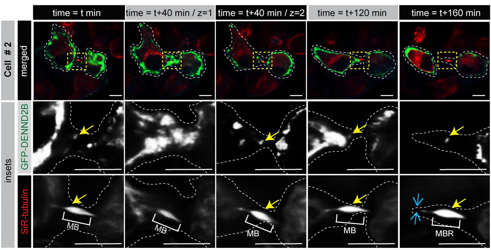 Open access visualization of Microscopy, HeLa Cells, Wide-field Fluorescence Microscopy, Deconvolution, Cytokinesis