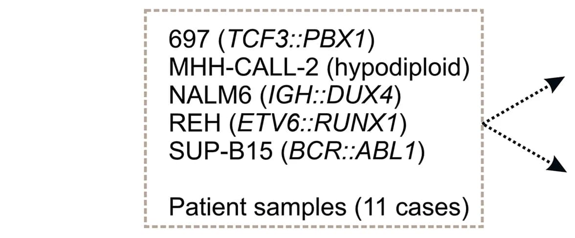 Open access visualization of Workflow, Flowchart, Illustration, B-ALL Cell Lines, Patient Samples