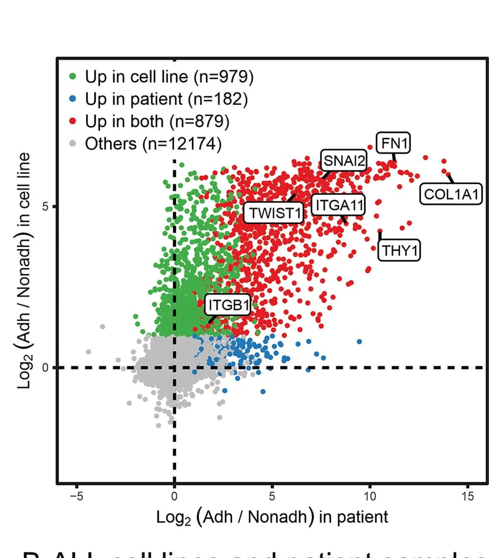 Open access visualization of Scatter Plot, DEGs, Cell Lines, Patient Samples