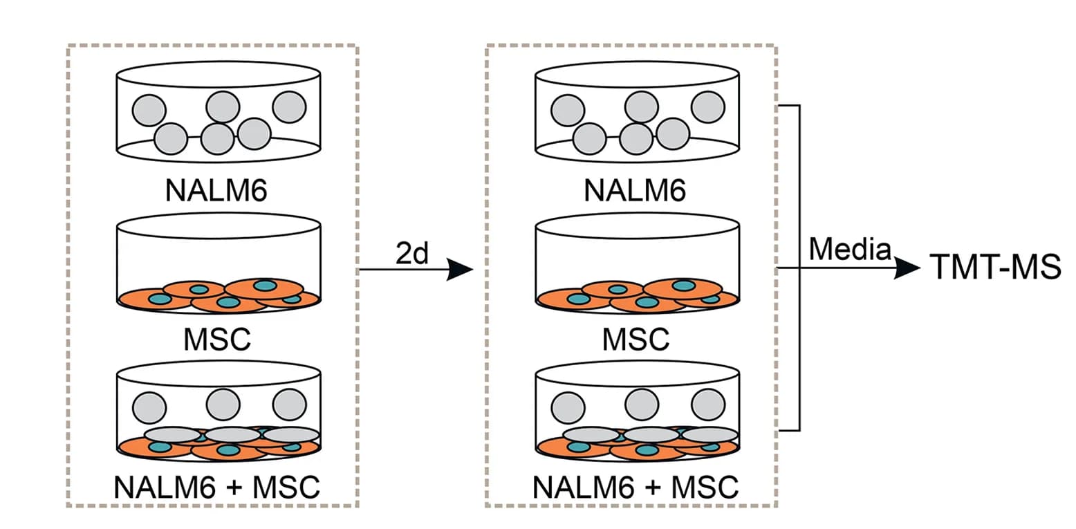 Open access visualization of Workflow, Illustration, TMT-MS, Proteins, NALM6