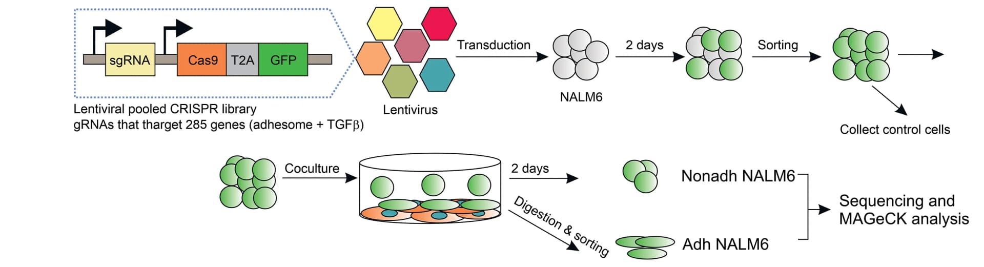Open access visualization of Workflow, Flowchart, Illustration, CRISPR-Cas9, Cell Adhesion