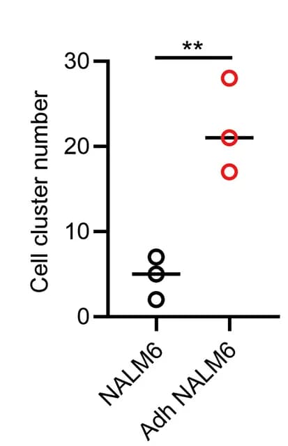 Open access visualization of Scatter Plot, Cell Aggregation Assay, Adh YFP+NALM6 Cells, Cell Clusters