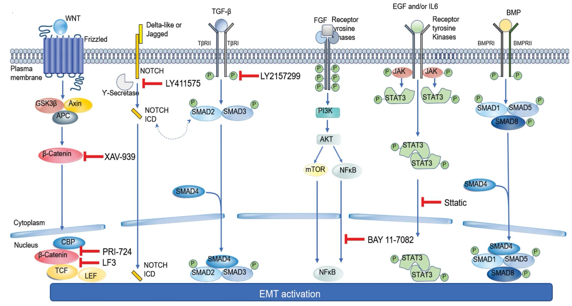 Open access visualization of Workflow, Flowchart, Illustration, Signaling Pathways, EMT
