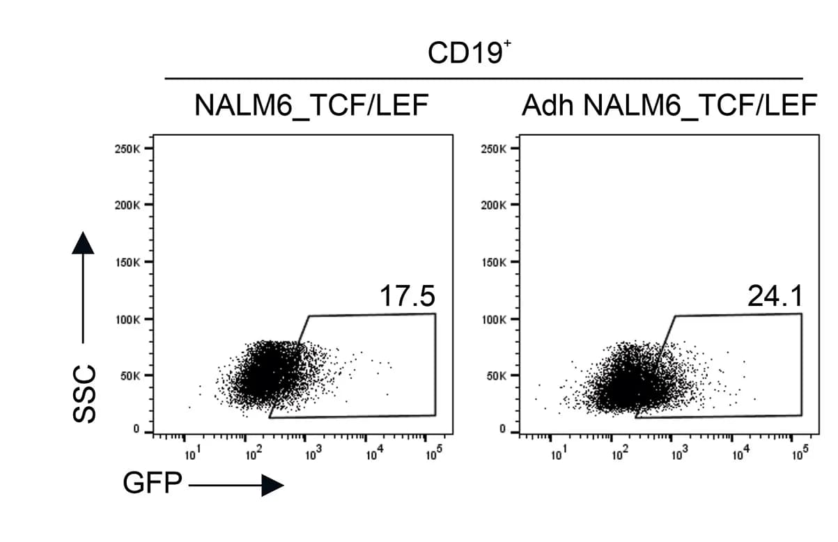 Open access visualization of Scatter Plot, β-catenin, Transcriptional Activity, NALM6, CD19+ cells