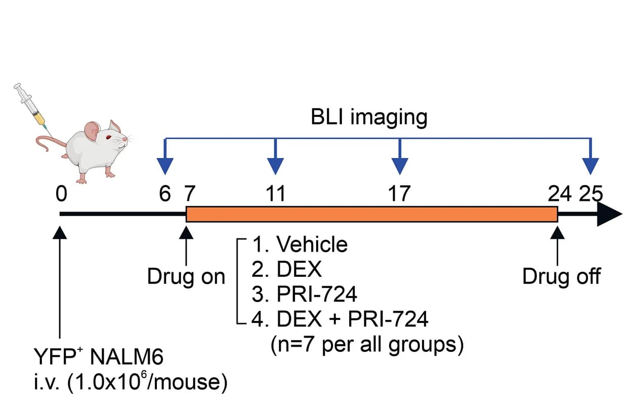 Open access visualization of Workflow, Illustration, NALM6, Xenograft Model, NSG Mice