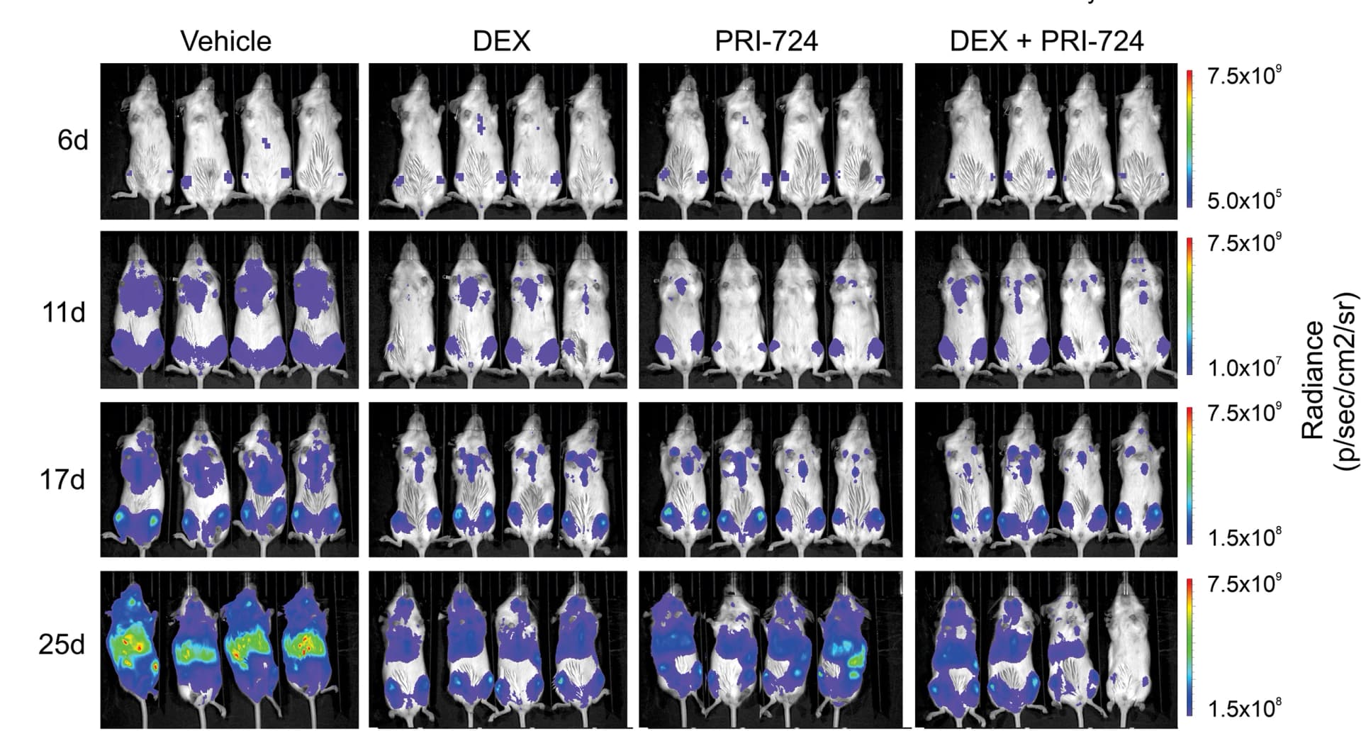 Open access visualization of Microscopy, BLI Images, Xenograft Model, Leukemia