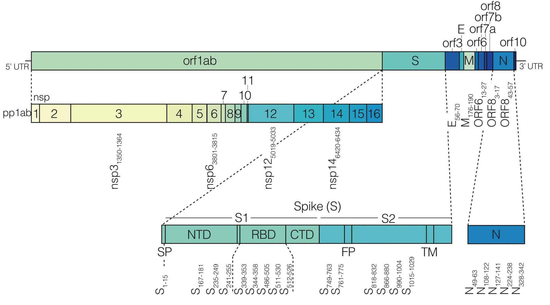 Open access visualization of Illustration, SARS-CoV-2 Genome, Peptides, Spike Protein, Non-Structural Proteins