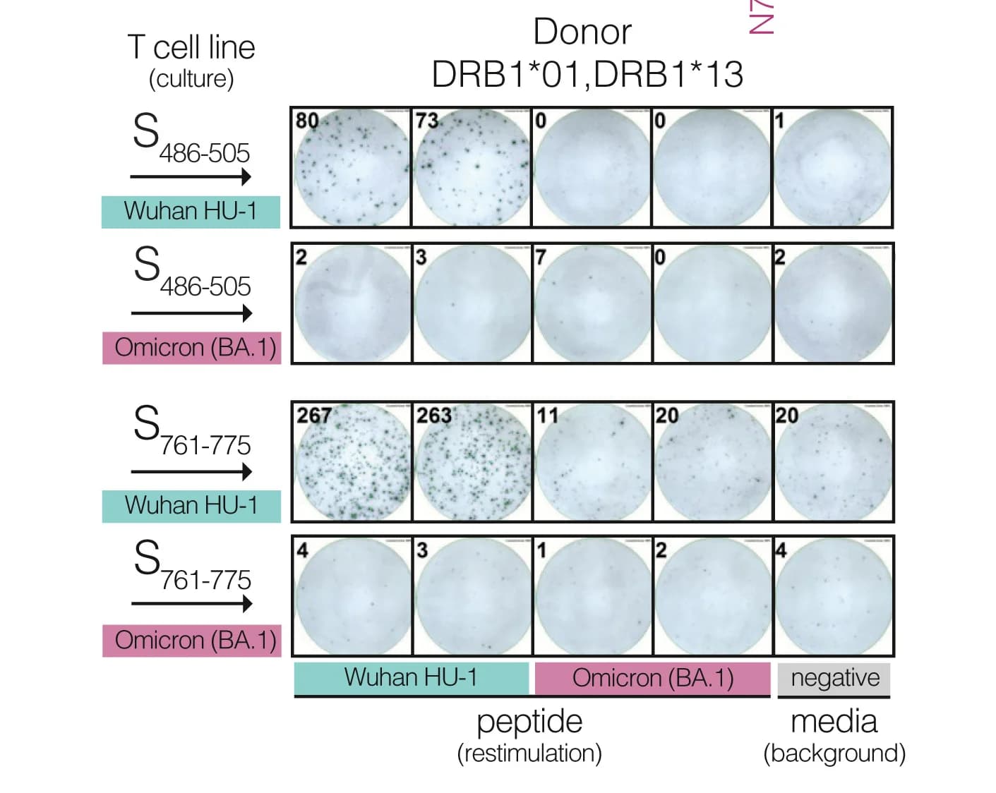Open access visualization of Photo, IFN-γ ELISpot images, Peptides, T cell line, Variant peptides