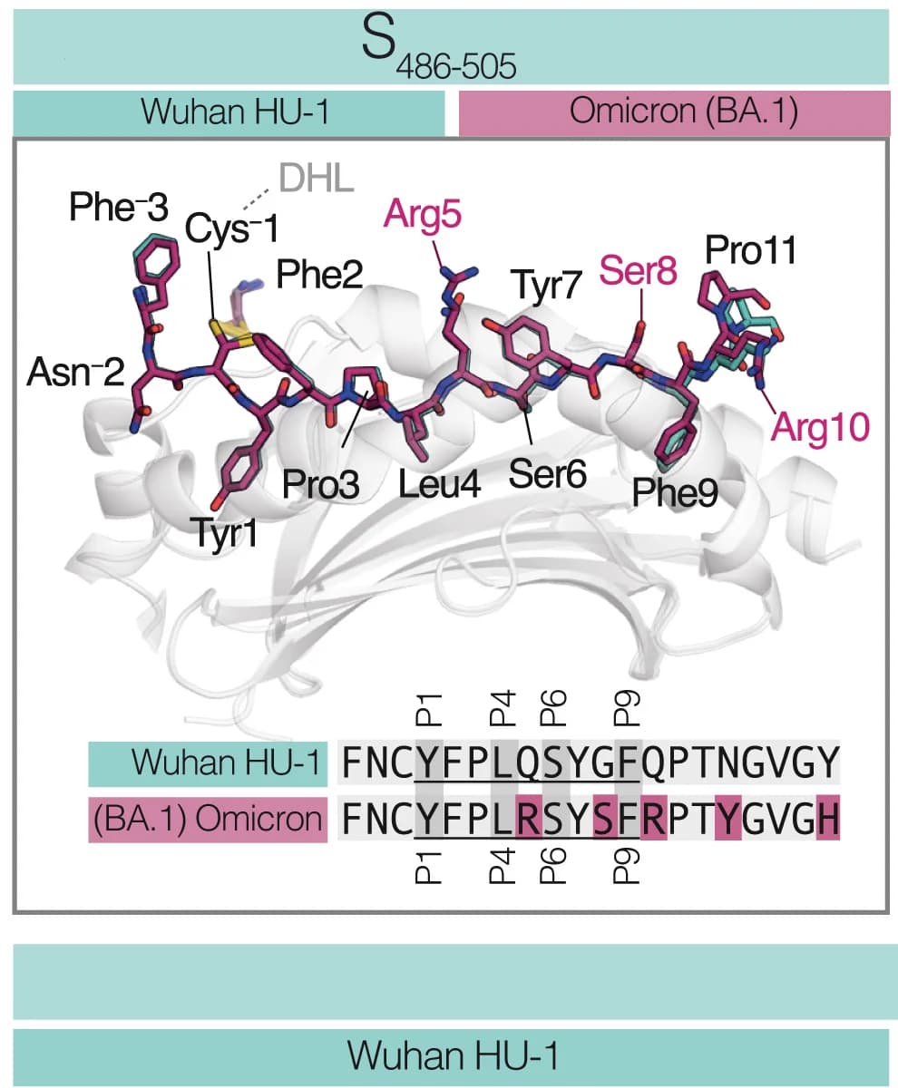 Open access visualization of Protein Structure, Illustration, HLA-DR1, Peptide Binding Groove, Amino Acid Mutations