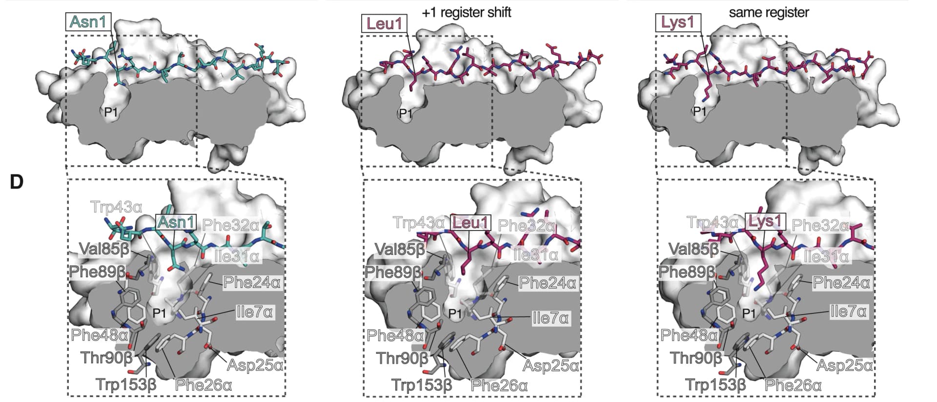 Open access visualization of Protein Structure, Chemical Structure, HLA-DR1, Peptide Binding Groove, P1 Pocket