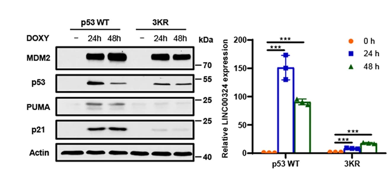 Open access visualization of Bar Plot, Error Bars, Gel, p53 Inducible H1299 Cells, Doxycycline