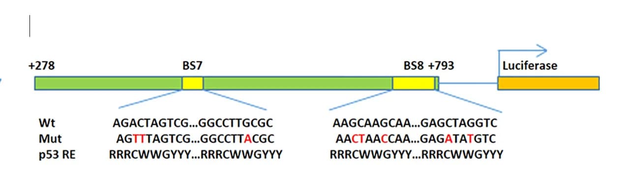 Open access visualization of Workflow, Illustration, Dual-Luciferase Assay, p53 Response Elements, BS7
