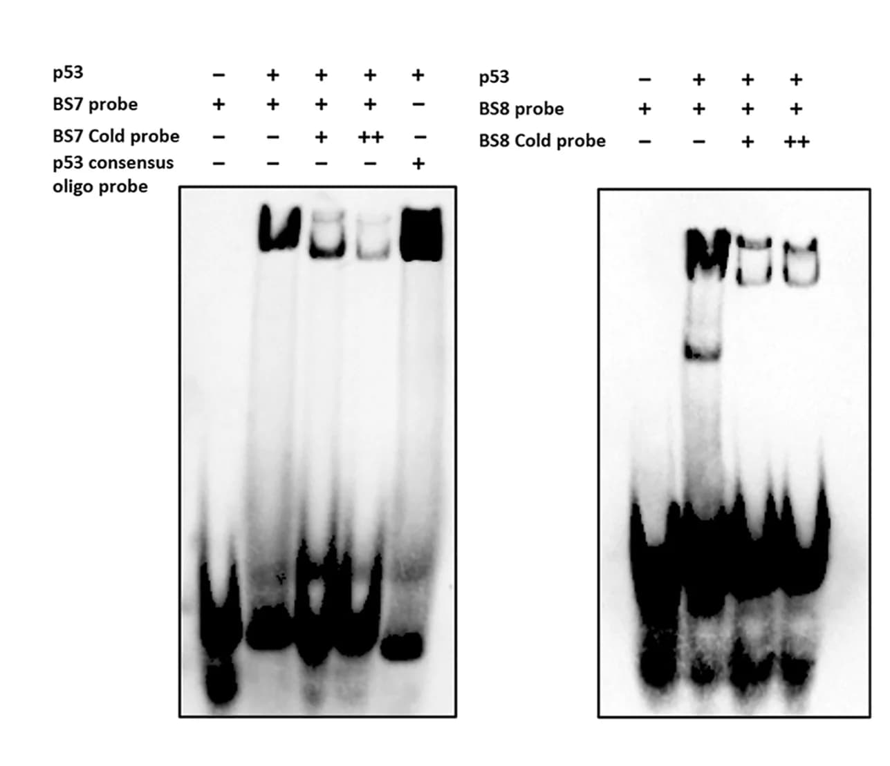 Open access visualization of Gel, EMSA, p53 Binding, BS7, BS8