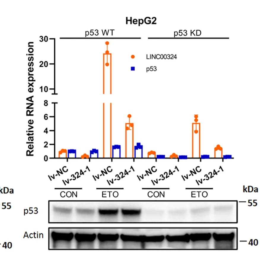 Open access visualization of Bar Plot, Error Bars, Gel, p53 Wild-Type, KD HepG2 Cells