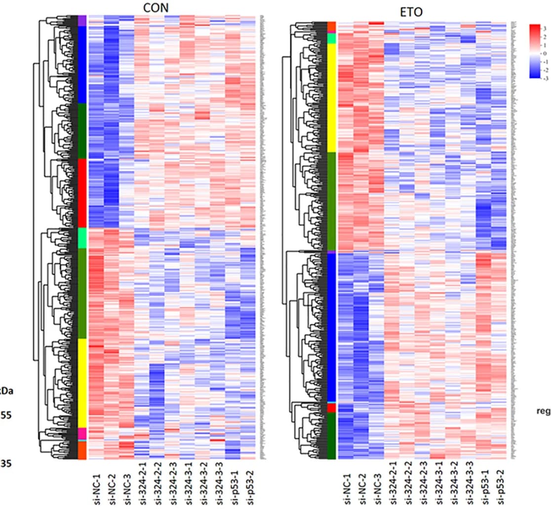 Open access visualization of Heatmap, Clustered, Genes, LINC00324, p53