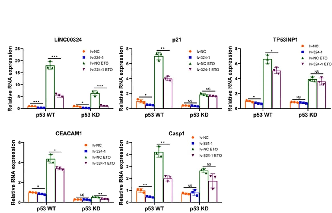 Open access visualization of Bar Plot, Error Bars, p53 Wild-Type, p53 KD, HepG2 Cells