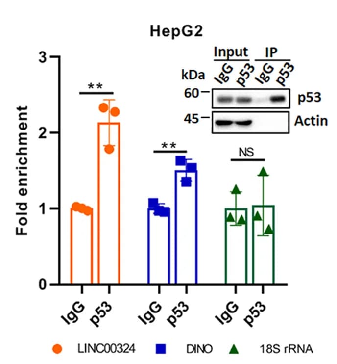 Open access visualization of Bar Plot, Error Bars, Gel, RNA Immunoprecipitation, LINC00324