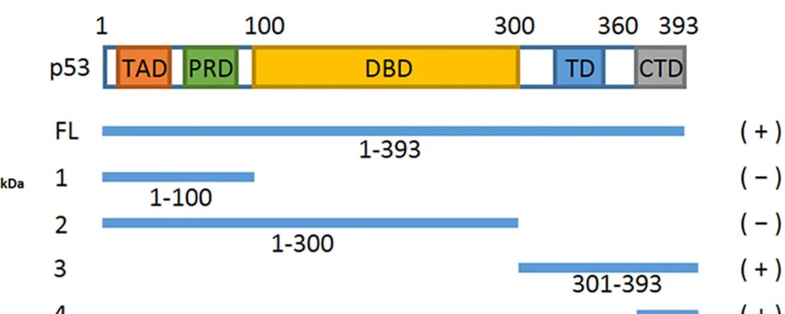Open access visualization of Illustration, Schematic Diagram, Full-Length p53, Truncated p53, GST