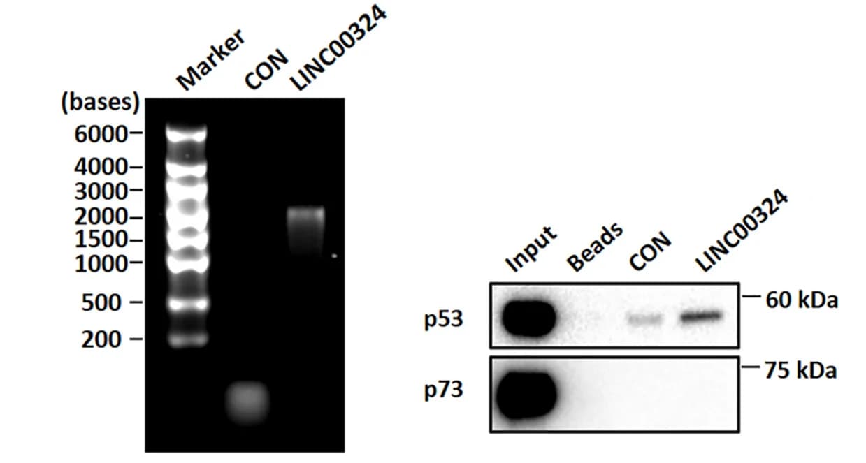 Open access visualization of Gel, Control RNA, LINC00324, In Vitro Transcription, RNA Electrophoresis