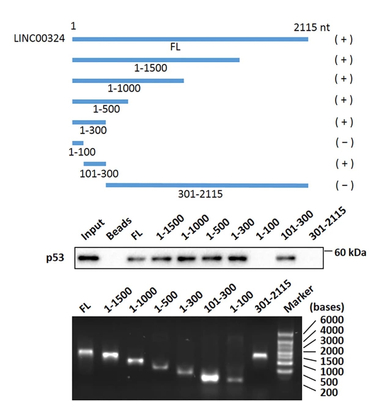 Open access visualization of Gel, Illustration, Schematic Diagram, Full-Length LINC00324, Truncated LINC00324