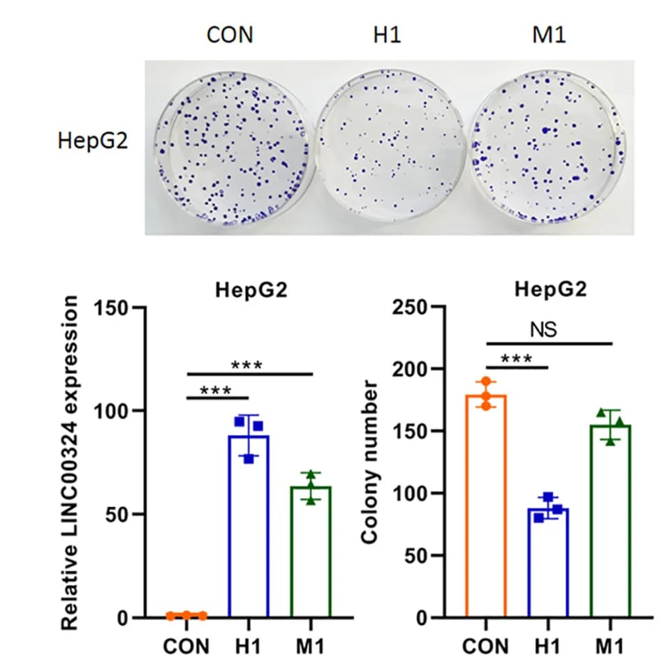 Open access visualization of Bar Plot, Error Bars, Photo, Colony Formation Assay, U2OS Cells